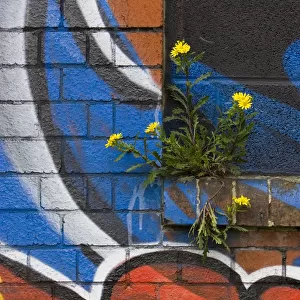 Groundsel {Senecio sp} growing out of brick wall covered in colourful graffiti, Bristol