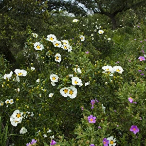 Gum rockrose (Cistus ladanifer). Sierra de Andujar Natural Park, Jaen, Andalusia, Spain