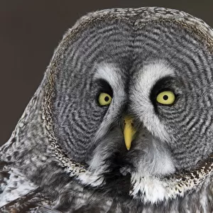 Head portrait of Great Grey Owl (Strix nebulosa)Raahe, Finland, March