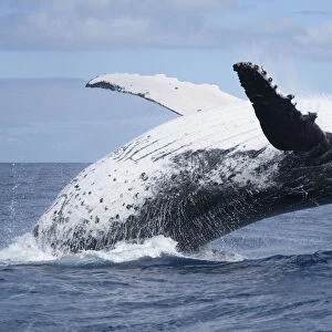 Humpback whale (Megaptera novaeangliae) adult female breaching, Vava u, Tonga
