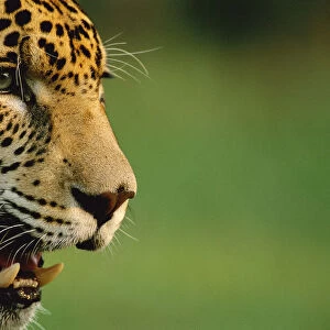 Jaguar head profile portrait {Panthera onca} captive, Pantanal, Brazil