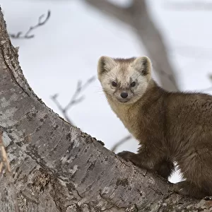 Japanese sable (Martes zibellina) resting in tree, Kamchatka, far east Russia, May