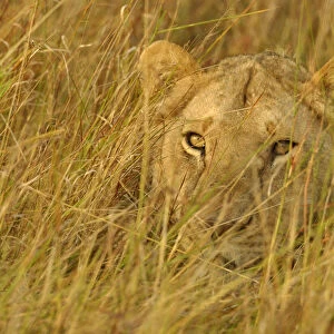 Juvenile lion lying hidden in grass {Panthera leo} Masai Mara, Kenya