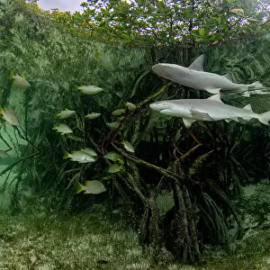 Lemon shark (Negaprion brevirostris) pup and school of fish swimming through Red mangrove (Rhizophora mangle) nursery, Eleuthera Island, Bahamas, North Atlantic
