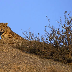 Leopard (Panthera pardus fusca), watching from rock, Rajasthan, India