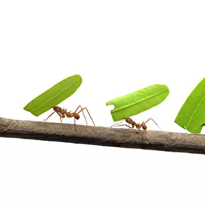 Line of Leaf-cutter ants (Atta sp) carrying leaves, digital composite