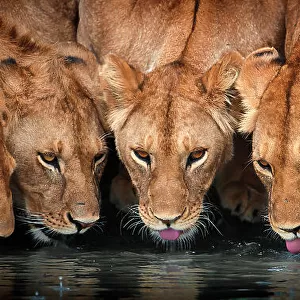 Lions (Panthera leo) five drinking together, Ndutu, Tanzania