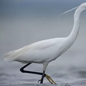 Little egret (Egretta garzetta) profile, Lake Belau, Moldova, June