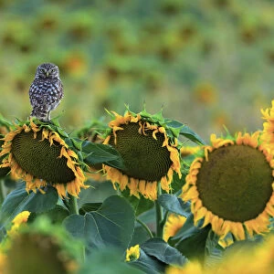 Little owl (Athene noctua) perched on sunflower, Cadiz, Andalusia, Spain, July
