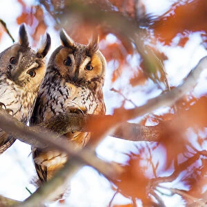 Long-eared owls (Asio otus) two owls perching side by side in tree, The Netherlands