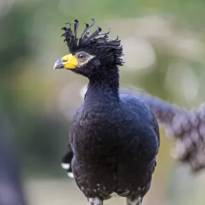 Bare Faced Curassow