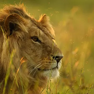 Male Lion head portrait, resting in long grass {Panthera leo} Masai Mara, Kenya, Africa