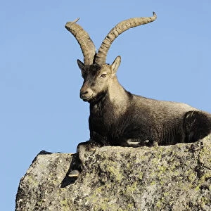 Male Spanish ibex (Capra pyrenaica) lying on rock, Sierra de Gredos, Spain, November 2008