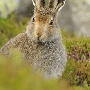 Mountain Hare (Lepus timidus) sub-adult leveret portrait. Cairngorms National Park