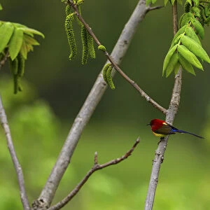 Mrs Goulds sunbird (Aethopyga gouldiae) perched on branch, Tangjiahe Nature Reserve