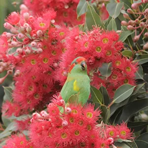 Musk lorikeet (Glossopsitta concinna) amongst flowers in a Eucalyptus tree