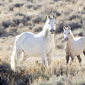 Mustang / Wild horses, mare with foal Mica, Adobe Town herd, Wyoming, USA, October 2010