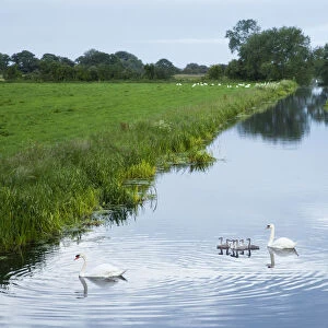 Mute swans (Cygnus olor) and cygnets on rhyne, Kings Sedgemoor, Somerset Levels