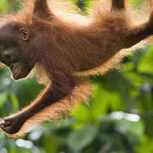 Orang utan (Pongo pygmaeus) baby climbing in trees, Semengoh Nature reserve, Sarawak