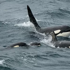 Orca whales (Orcinus orca) pod surfacing together, Shetland, Scotland, UK. April