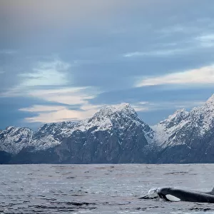 Two Orcas (Orcinus orca) swimming side by side at sea surface with snow-covered mountains in background, Vestfjord, Ofotfjord, and Tysfjord, Lofoten Islands, Norway, Norwegian Sea. November