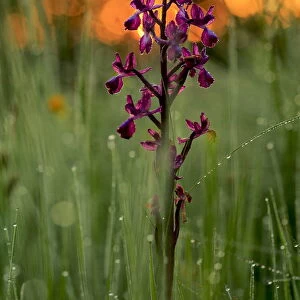 Orchid (Orchis langei) in sunset light, Sierra de Grazalema Natural Park, southern Spain, May