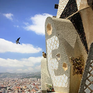 Peregrine falcon (Falco peregrinus) male, in flight with female perched on mosaic towers at the Sagrada Familia Basilica, Barcelona, Catalonia, Spain. May