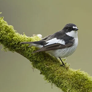 Pied flycatcher (Ficedula hypoleuca) male perched. Wales, UK, May