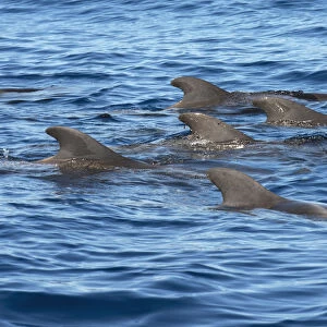 Pilot whale (Globicephala macorhynchus) group at surface. Tenerife, Canary Islands