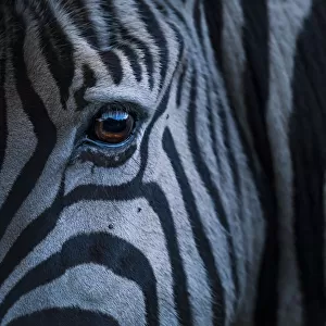 Plains zebra (Equus quagga) close up of face, Kariega Game Reserve. South Africa