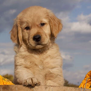 Portrait of Golden Retriever puppy with paw on rim of basket full of gourds, Connecticut