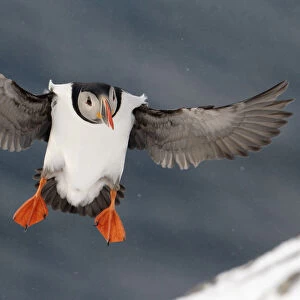 Puffin (Fratercula arctica) landing in snow, Norway, March