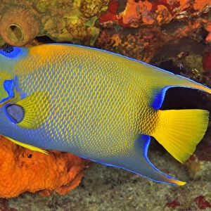 Queen angelfish or blue or golden angelfish (Holacanthus ciliaris) Cozumel Island
