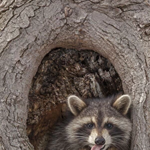 Raccoon (Procyon lotor) in tree, New York, USA