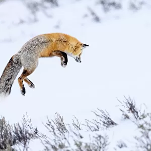 Red fox (Vulpes vulpes) adult hunting for rodents by snow diving in deep snow