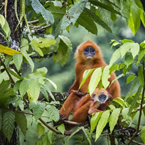 Red leaf monkey (Presbytis rubicunda) mother and baby, Danum Valley, Sabah, Borneo