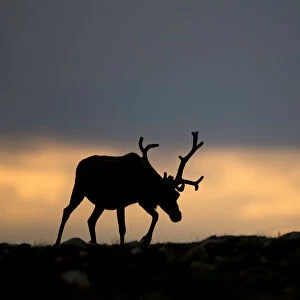 Reindeer (Rangifer tarandus) silhouetted against sky, walking across upland, Cairngorms