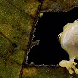 Reticulated glass frog (Hyalinobatrachium valerioi) viewed through hole in leaf seeing