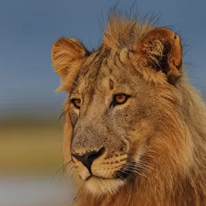RF- African Lion (Panthera leo) young male at sunrise, Etosha National Park, Namibia