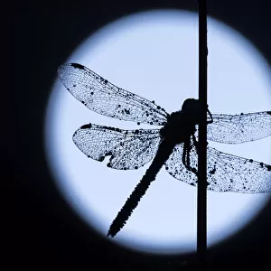 RF - Common darter dragonfly (Sympetrum striolatum) resting on reed, silhouetted against the moon