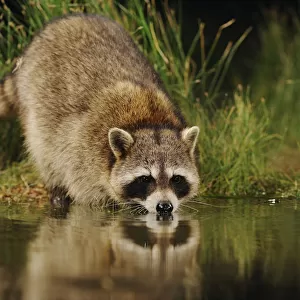 RF- Northern Raccoon (Procyon lotor) drinking from wetland lake. Fennessey Ranch