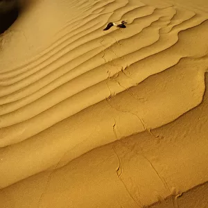 Sand Viper (Cerastes vipera) side winding across sand dunes, near Chingueti, Mauritania