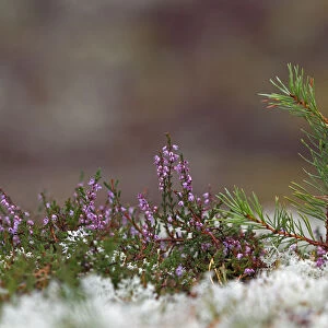 Scots pine (Pinus sylvestris) seedling growing amongst lichens and heather