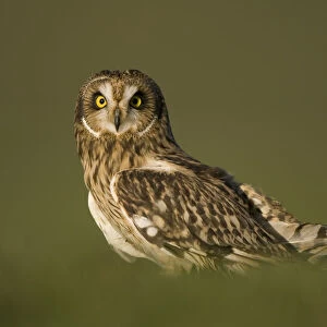 Short-eared owl (Asio flammeus) portrait, UK, captive, December