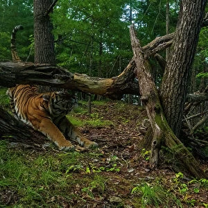 Siberian tiger (Panthera tigris altaica) stretching under fallen tree in forest, Land of the Leopard National Park, Russian Far East. Endangered. Taken with remote camera. August