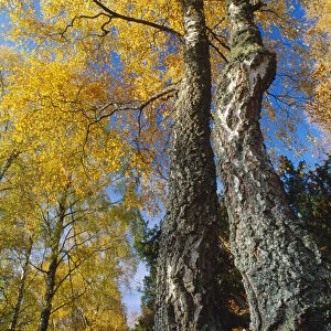 Silver Birch (Betula pendula) in autumn, Craigellachie National Nature Reserve, Speyside