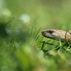 Slow worm {Anguis fragilis} UK