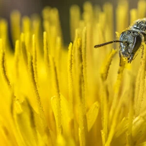 Smeathmans furrow bee (Lasioglossum smeathmanellum), feeding on Dandelion (Taraxacum