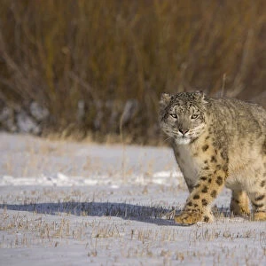 Snow leopard {Panthera uncia} walking across snowy landscape, China, captive