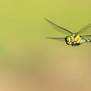 Southern hawker (Aeshna cyanea) dragonfly in flight, Broxwater, Cornwall, UK. August